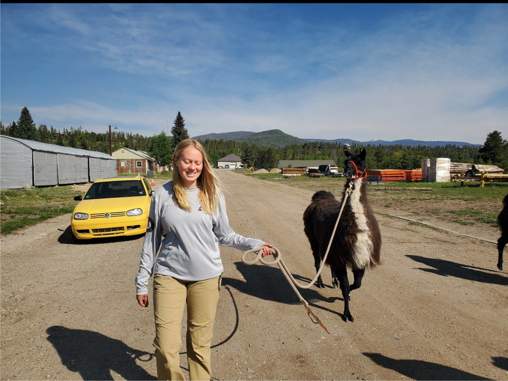 A woman standing next to a group of llamas.