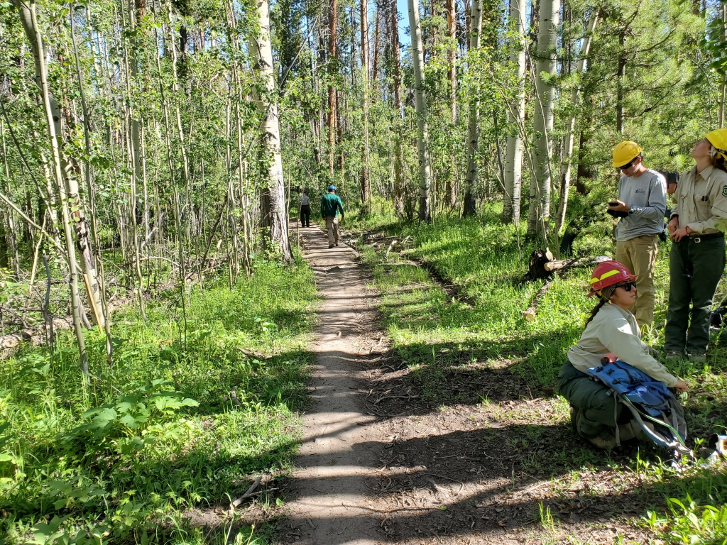 Forest trail maintained by forestry workers