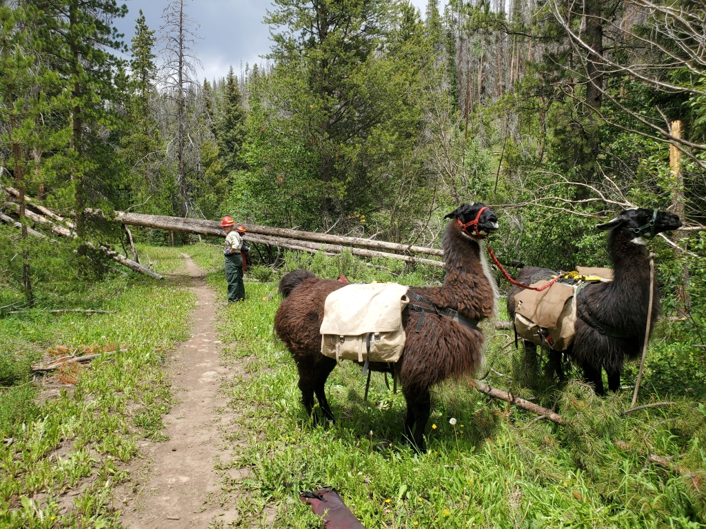 Two pack llamas in a forest