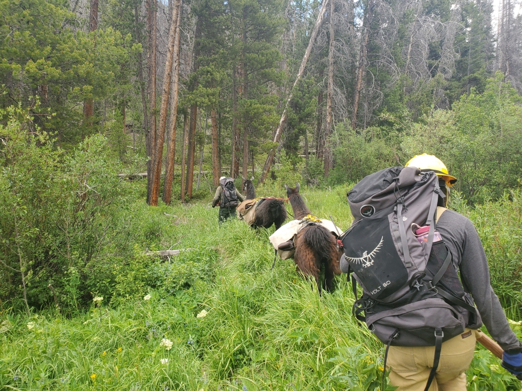 Two persons traveling with llamas