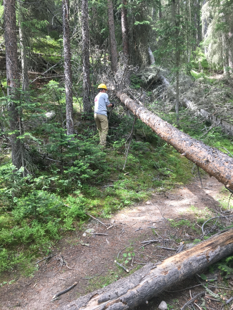 A forest ranger inspects a fallen tree in a dense woodland area