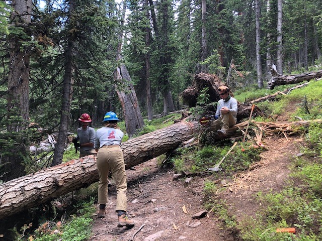 A group of people are clearing a fallen tree on a trail.