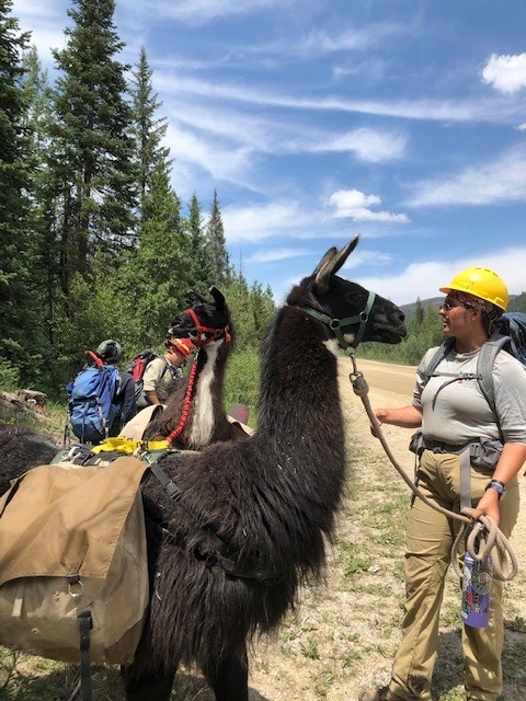 A woman is standing next to a group of llamas.