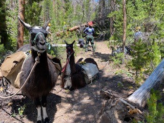 A group of llamas on a trail in the woods.