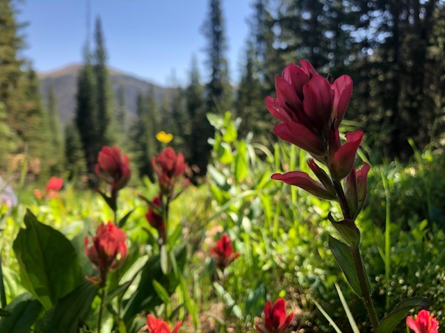 Red flowers blooming in a meadow with mountains in the background.