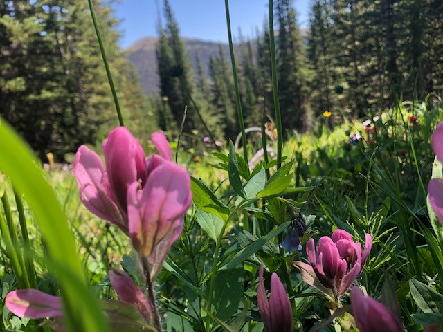 Pink flowers blooming in a meadow with mountains in the background.