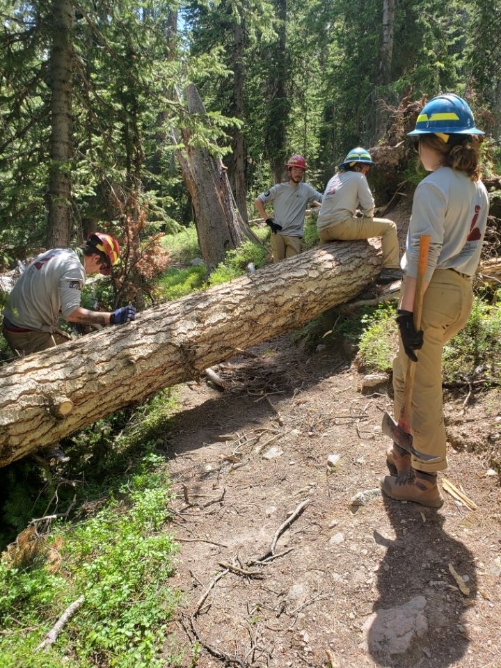 A group of people working on a fallen tree in the woods.