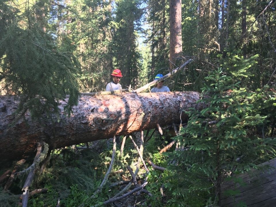 Two men working on a fallen tree in the woods.