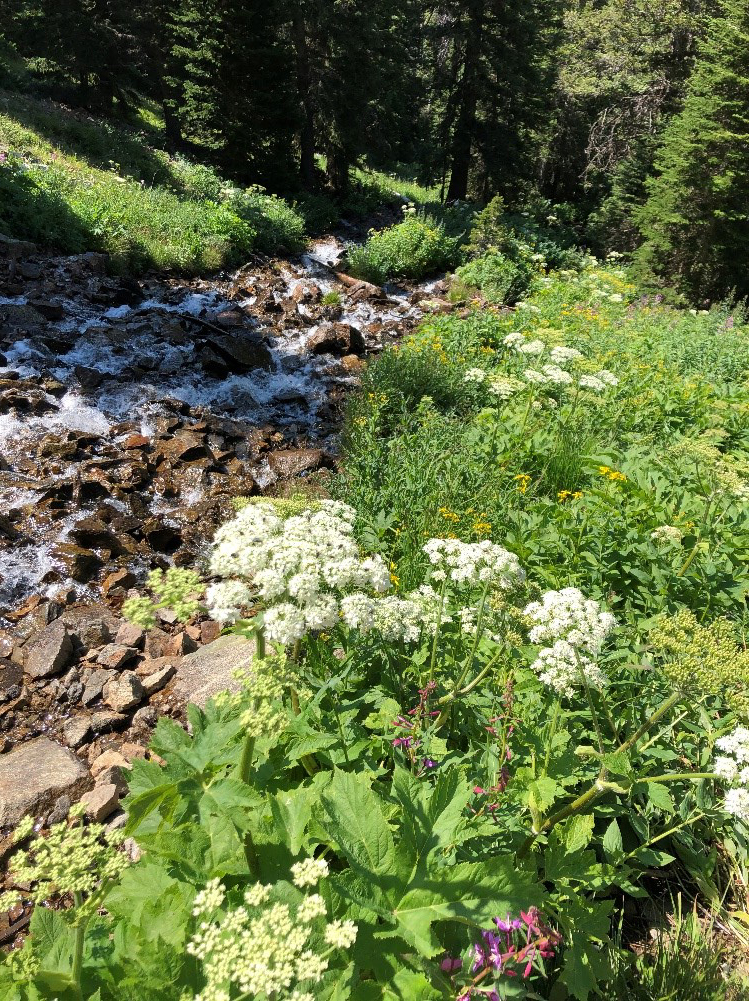 A stream running through a forest.