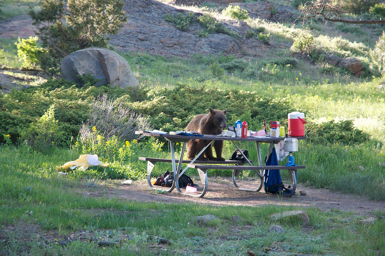 A bear sitting on a picnic table.