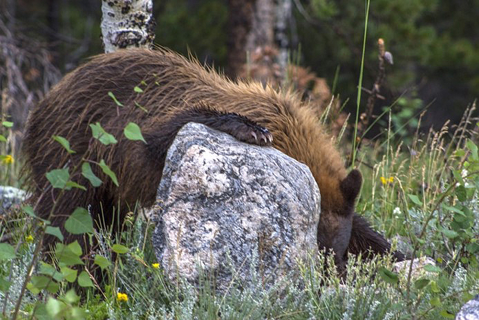 A grizzly bear is laying on top of a rock.