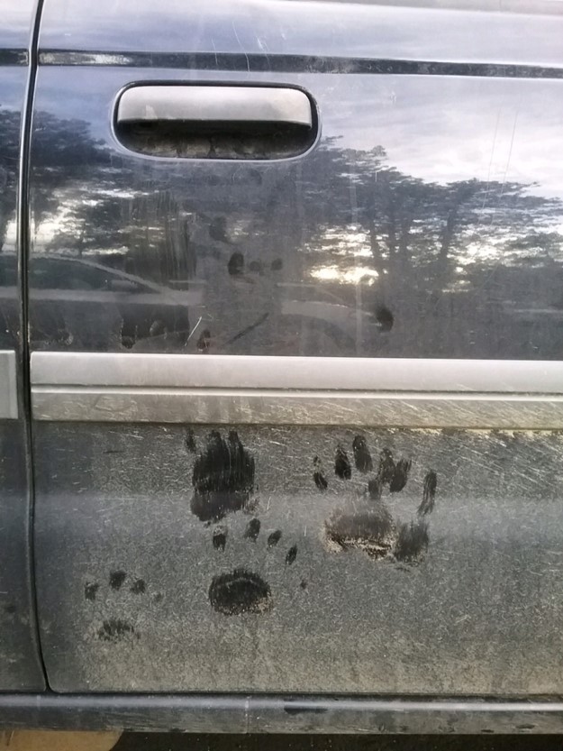 Paw prints on the side of a car.