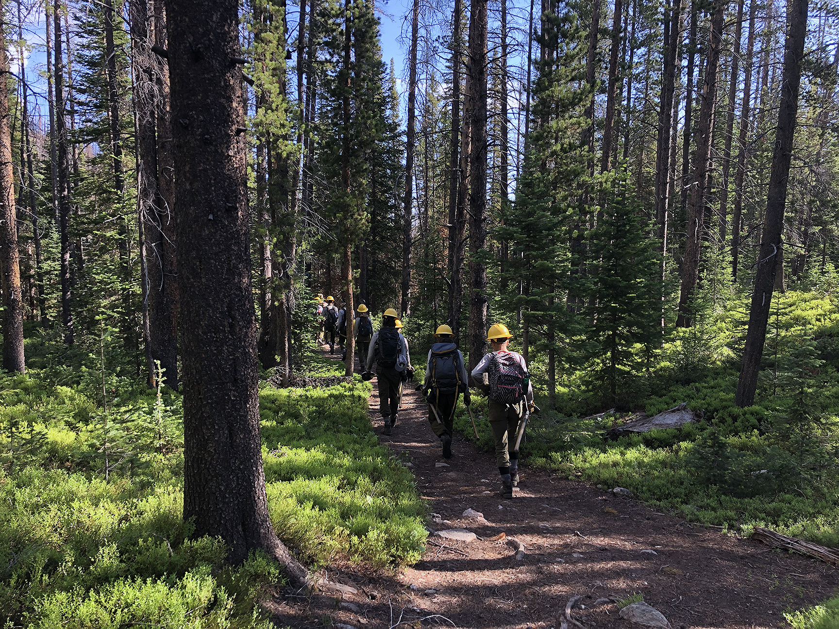 People walking in a forest