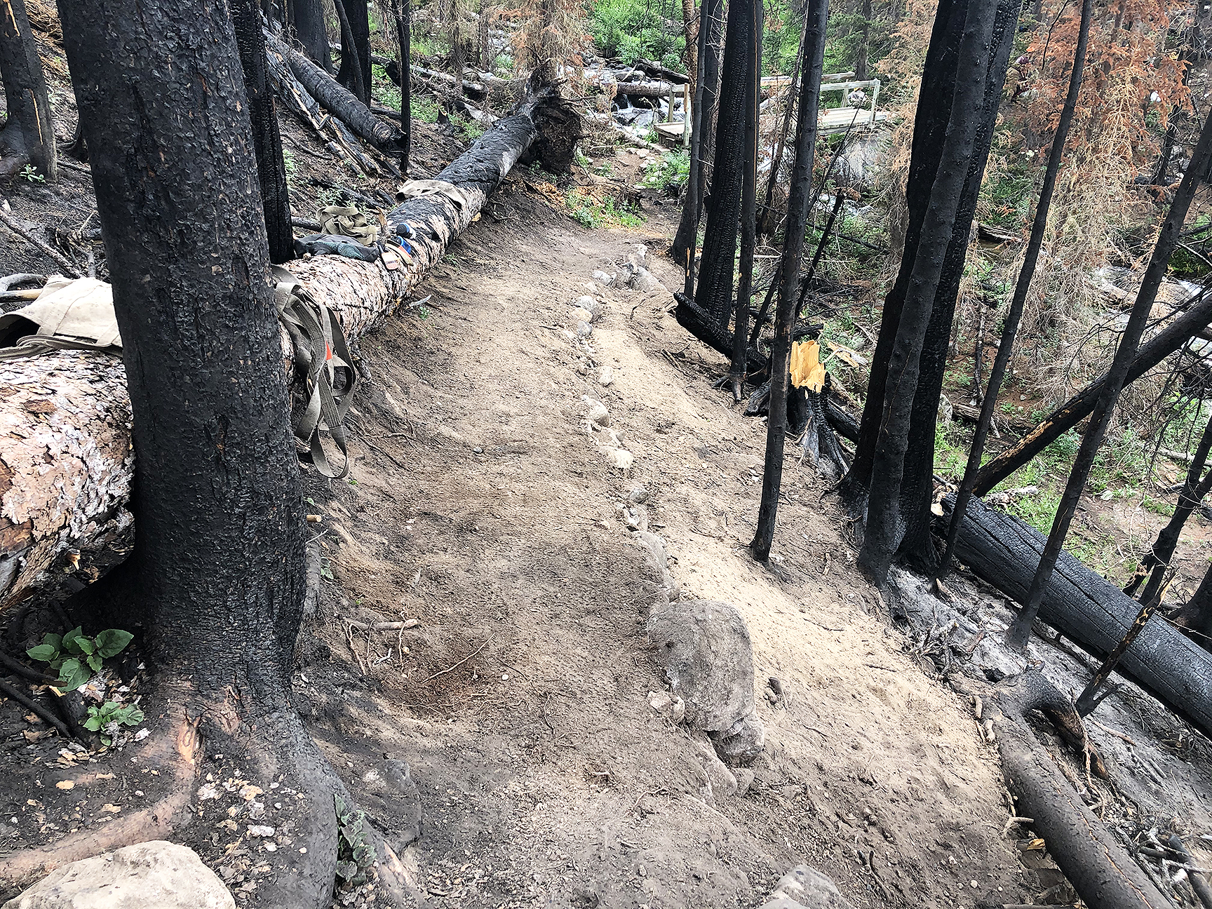 Paving a path in the forest