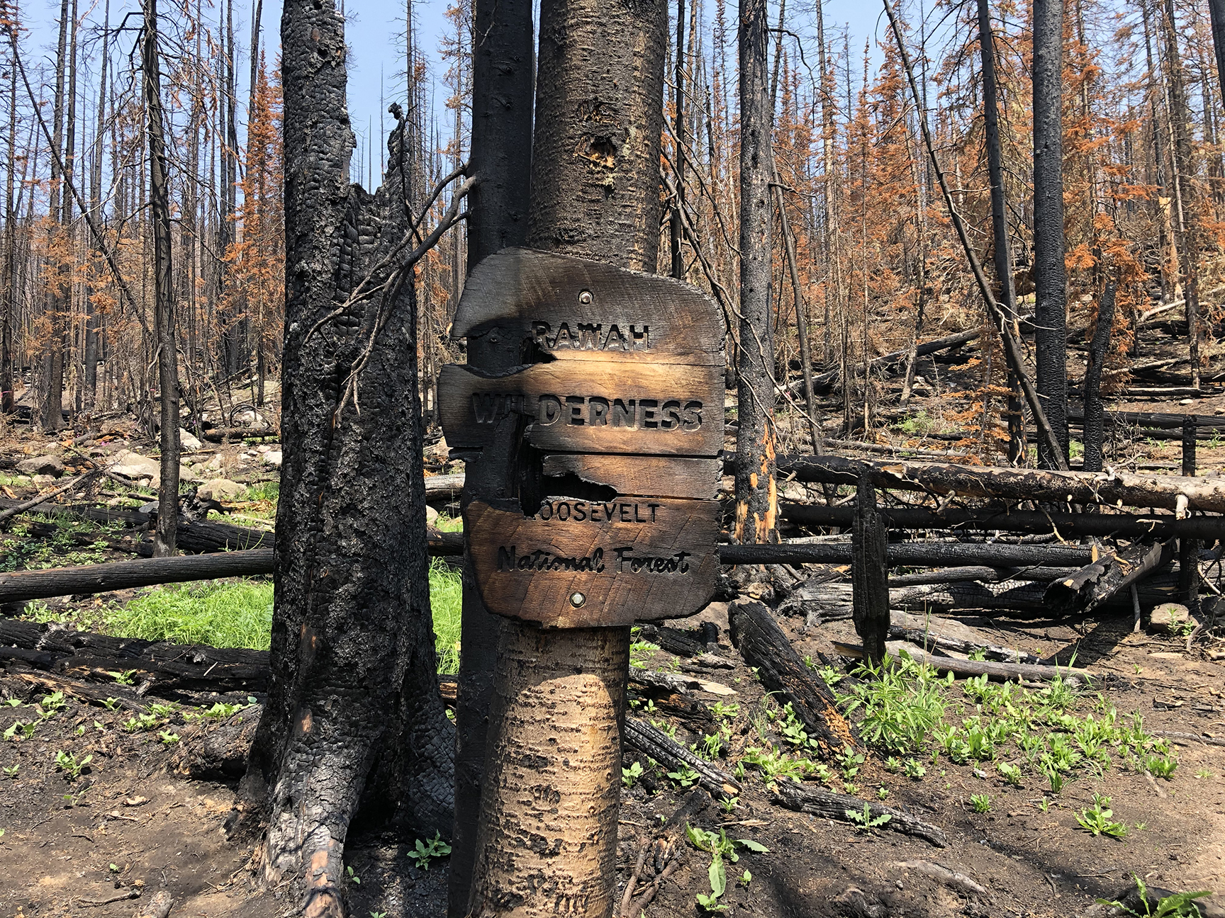 Signage attached on a tree