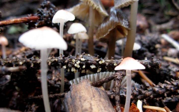 A group of mushrooms growing in the woods.