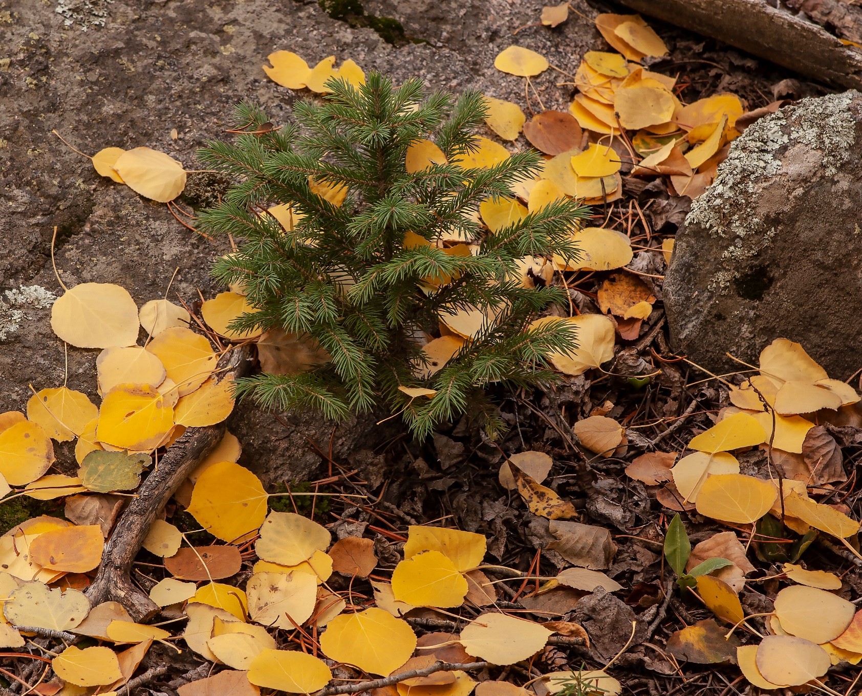 A small tree in the middle of a pile of leaves.