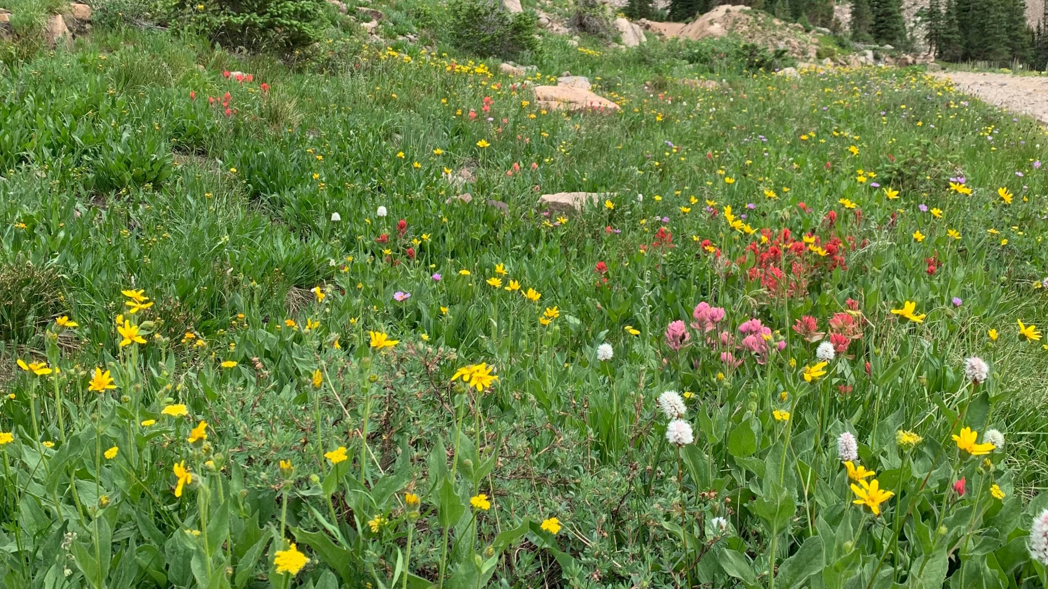 Wildflowers on a trail in the mountains.