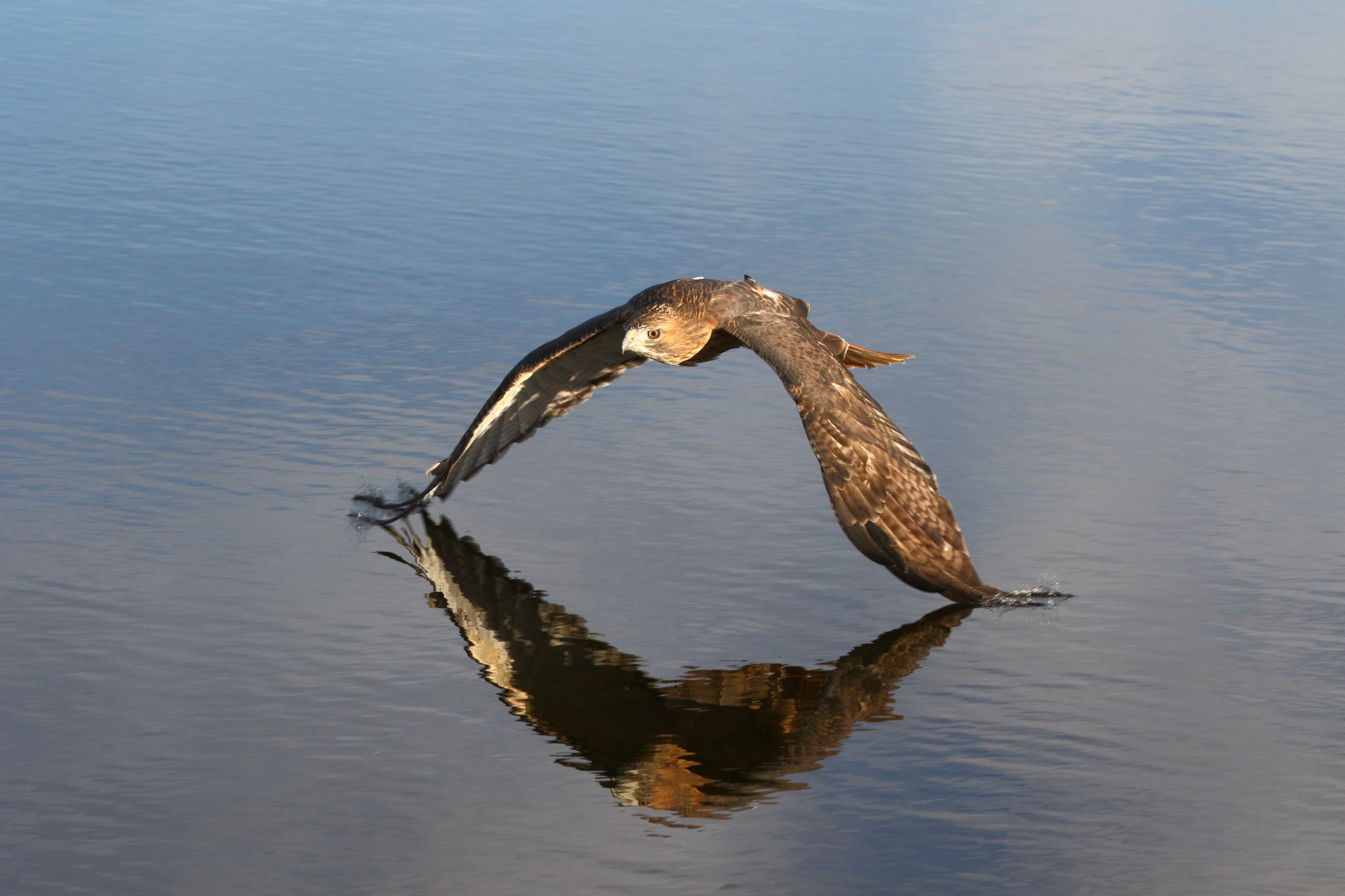 A bird flies over a body of water.
