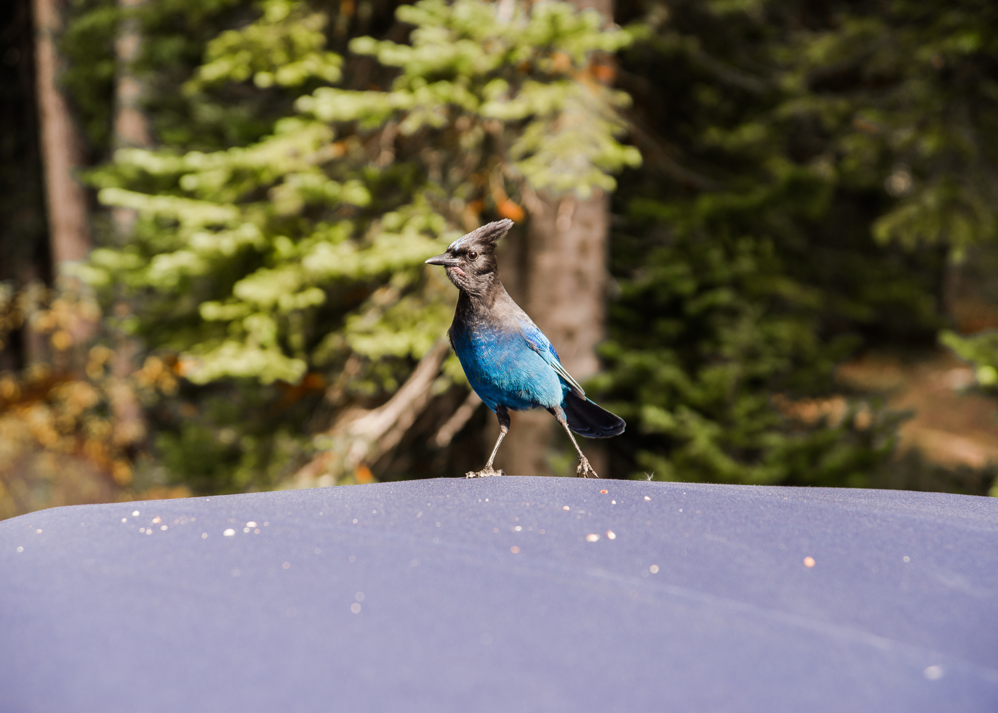 A blue bird standing on the hood of a car.