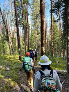 People hiking in the woods.