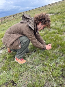 A person crouched in a grassy field examining a small white flower.