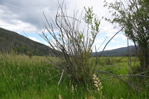 A view of a grassy meadow with a dense bush in the foreground and rolling hills under a cloudy sky in the background.