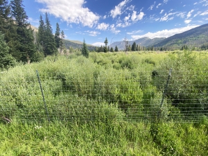A vibrant green meadow, covered with tall grass and wildflowers, fenced in, with forested mountains under a clear blue sky in the background.