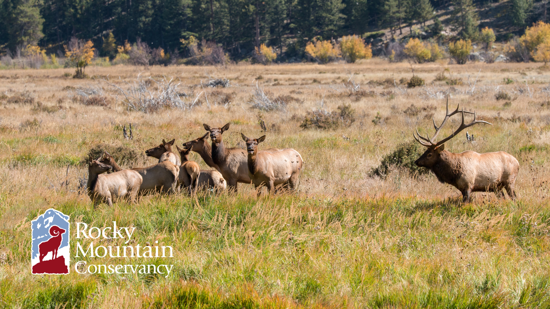 A group of elk, including a large bull with antlers, stand in a grassy meadow during autumn. The Rocky Mountain Conservancy logo is in the lower-left corner.