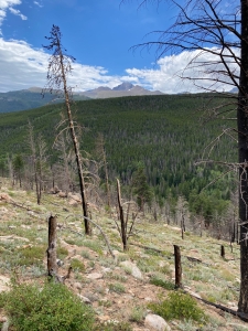 Rocky mountains under a blue sky, with a forested hillside in the foreground showing scattered dead trees.