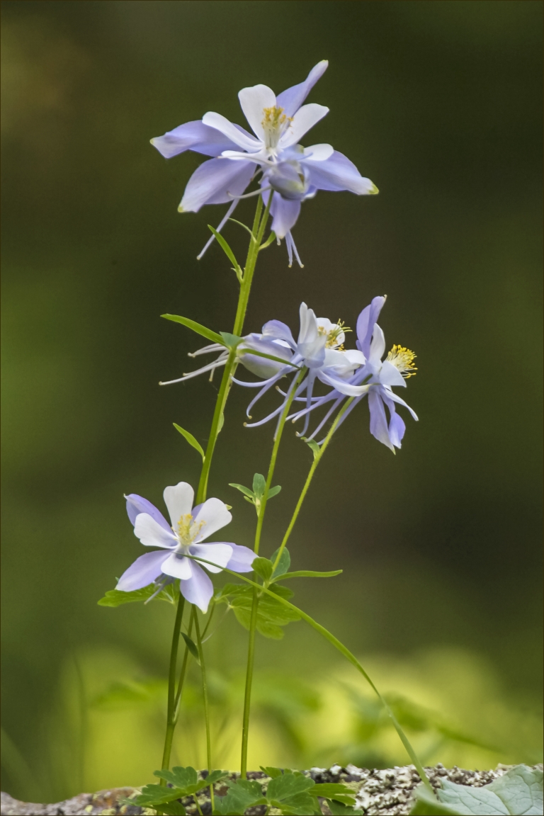 Close-up of three delicate pale blue columbine flowers with white centers and yellow stamens, set against a blurred green background.