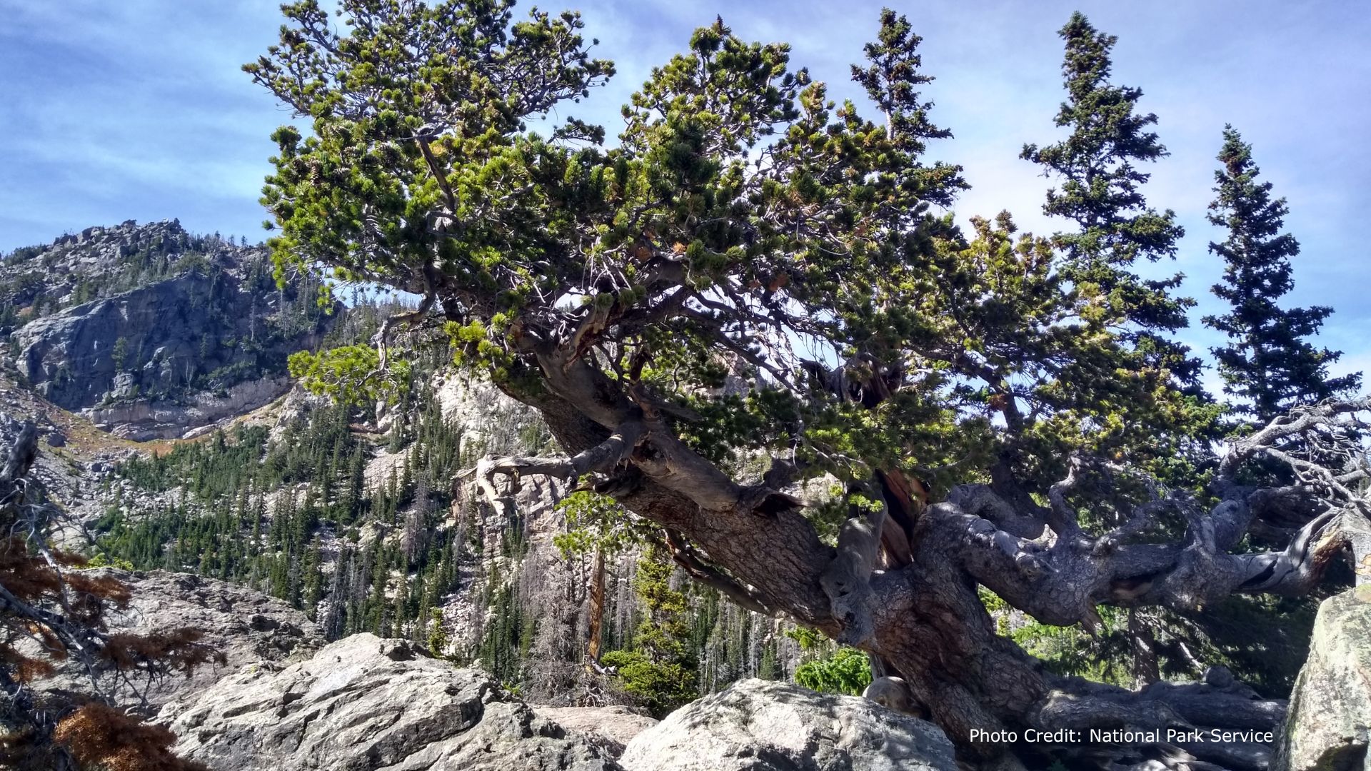 A weathered limber pine tree grows on rocky terrain with a mountainous backdrop under a clear sky. Photo Credit: National Park Service.