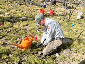 A person wearing a green cap and white long-sleeve shirt waters plants using an orange watering can in an outdoor setting marked with various colorful flags.